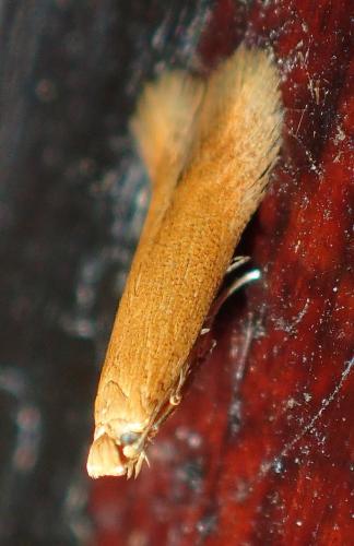 Tischeria ekebladella